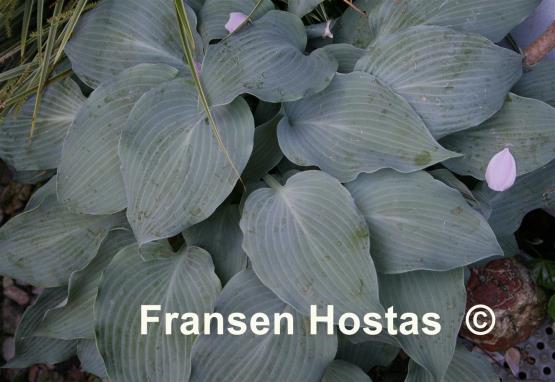 Hosta Blue Dimples